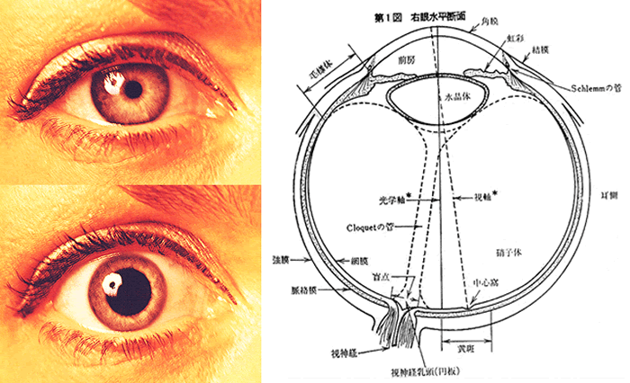 右眼と右眼水平断面図２.gif